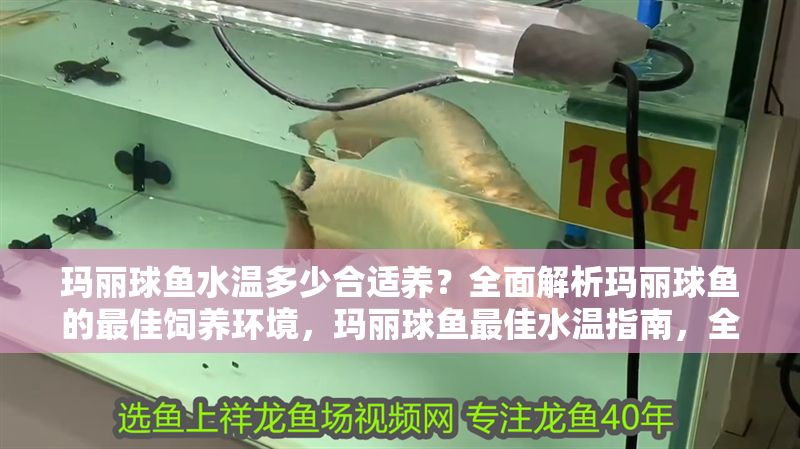 瑪麗球魚水溫多少合適養？全面解析瑪麗球魚的最佳飼養環境，瑪麗球魚最佳水溫指南，全面解析飼養環境與溫度控制