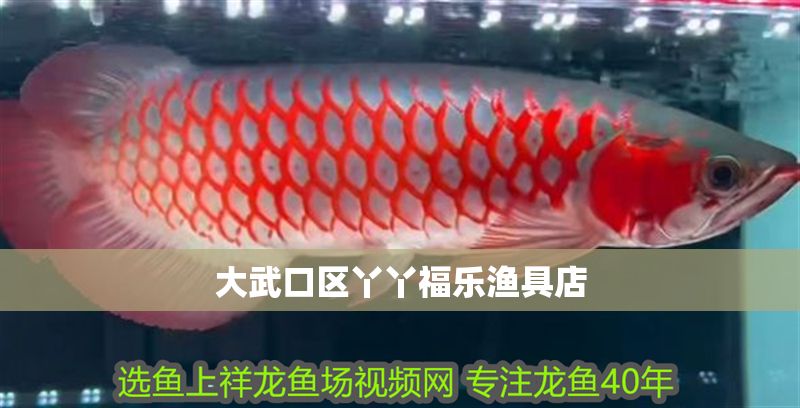 大武口區(qū)丫丫福樂漁具店