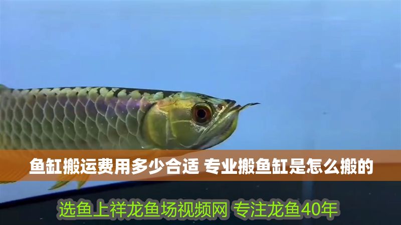 魚缸搬運費用多少合適 專業搬魚缸是怎么搬的 魚缸搬運費用多少合適 專業搬魚缸是怎么搬的 龍魚百科 第1張