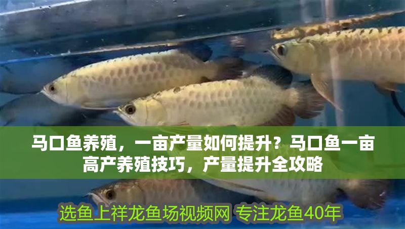 馬口魚養(yǎng)殖，一畝產(chǎn)量如何提升？馬口魚一畝高產(chǎn)養(yǎng)殖技巧，產(chǎn)量提升全攻略