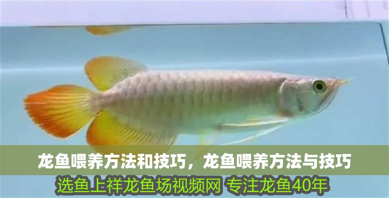 龍魚(yú)喂養(yǎng)方法和技巧，龍魚(yú)喂養(yǎng)方法與技巧