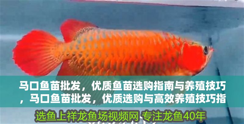 馬口魚苗批發，優質魚苗選購指南與養殖技巧，馬口魚苗批發，優質選購與高效養殖技巧指南