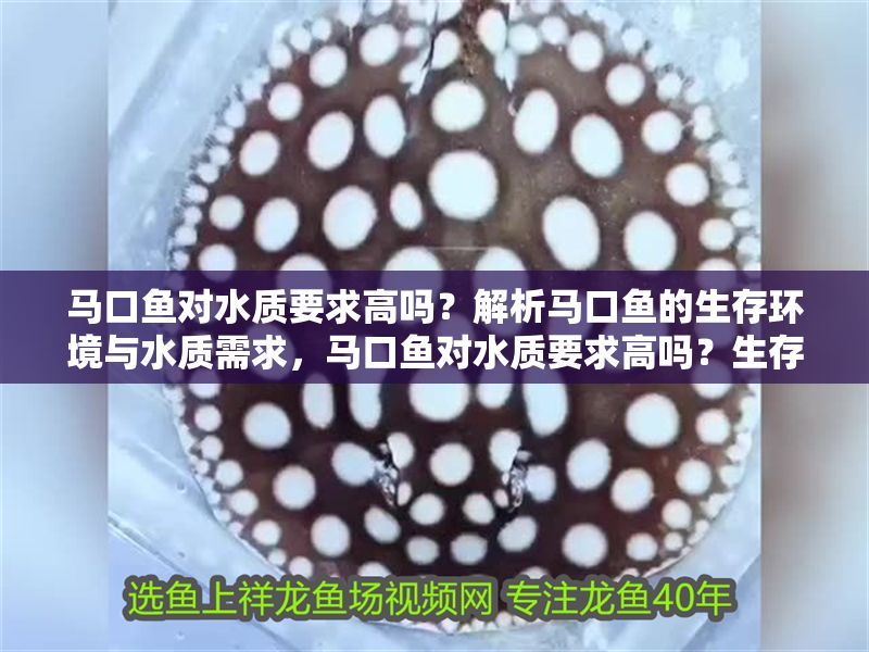 馬口魚對水質要求高嗎？解析馬口魚的生存環境與水質需求，馬口魚對水質要求高嗎？生存環境與水質需求全解析