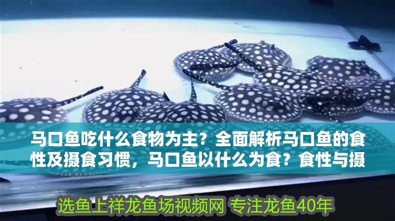 馬口魚吃什么食物為主？全面解析馬口魚的食性及攝食習慣，馬口魚以什么為食？食性與攝食習慣全解析