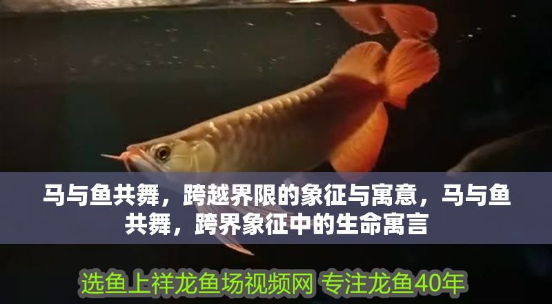 馬與魚共舞，跨越界限的象征與寓意，馬與魚共舞，跨界象征中的生命寓言 馬與魚共舞，跨越界限的象征與寓意，馬與魚共舞，跨界象征中的生命寓言 龍魚百科 第1張
