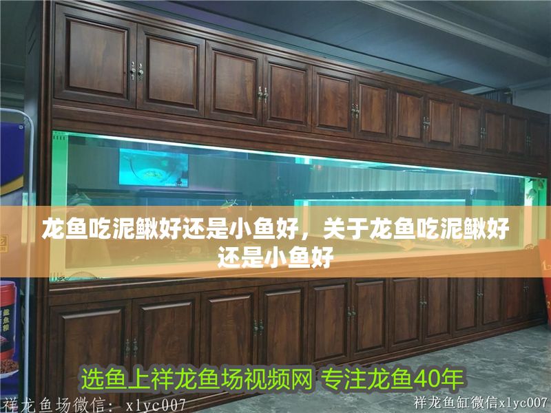 龍魚吃泥鰍好還是小魚好，關(guān)于龍魚吃泥鰍好還是小魚好