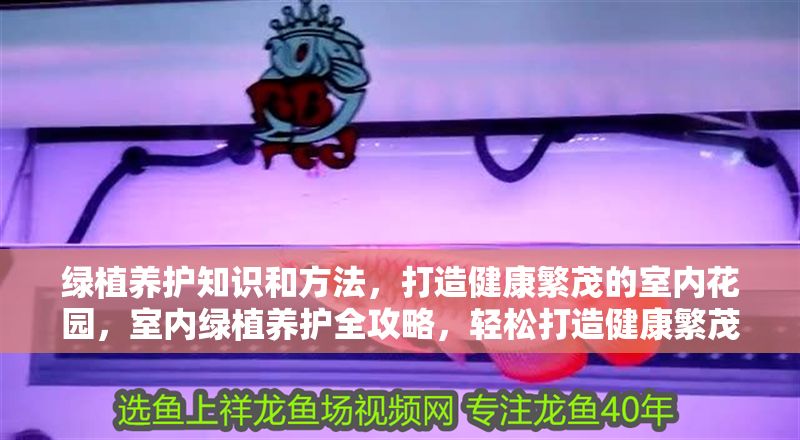 綠植養護知識和方法，打造健康繁茂的室內花園，室內綠植養護全攻略，輕松打造健康繁茂的居家花園