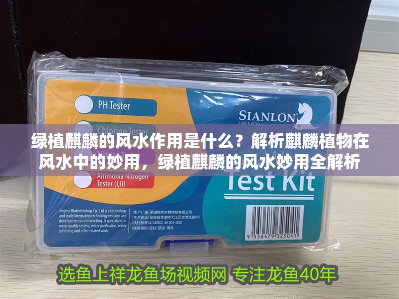 綠植麒麟的風(fēng)水作用是什么？解析麒麟植物在風(fēng)水中的妙用，綠植麒麟的風(fēng)水妙用全解析 綠植麒麟的風(fēng)水作用是什么？解析麒麟植物在風(fēng)水中的妙用，綠植麒麟的風(fēng)水妙用全解析 龍魚百科 第1張