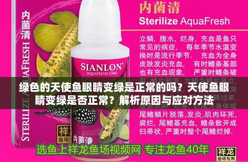 綠色的天使魚眼睛變綠是正常的嗎？天使魚眼睛變綠是否正常？解析原因與應(yīng)對方法