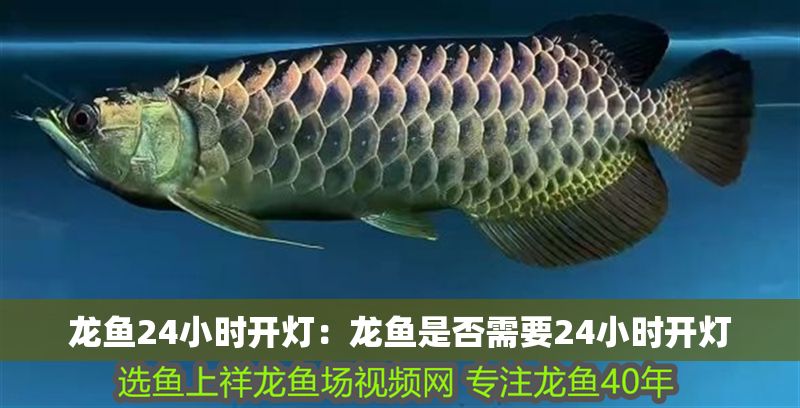龍魚24小時開燈：龍魚是否需要24小時開燈