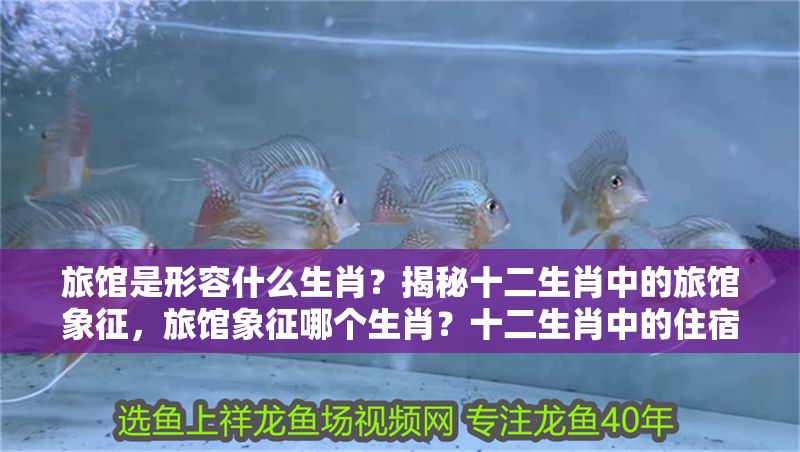 旅館是形容什么生肖?揭秘十二生肖中的旅館象征,旅館象征哪個生肖?十二生肖中的住宿之謎解析 龍魚百科 第1張 旅館是形容什么生肖?揭秘十二生肖中的旅館象征,旅館象征哪個生肖?十二生肖中的住宿之謎解析 旅館是形容什么生肖?揭秘十二生肖中的旅館象征,旅館象征哪個生肖?十二生肖中的住宿之謎解析 龍魚百科 第1張