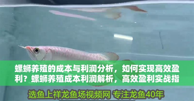 螺螄養殖的成本與利潤分析，如何實現高效盈利？螺螄養殖成本利潤解析，高效盈利實戰指南