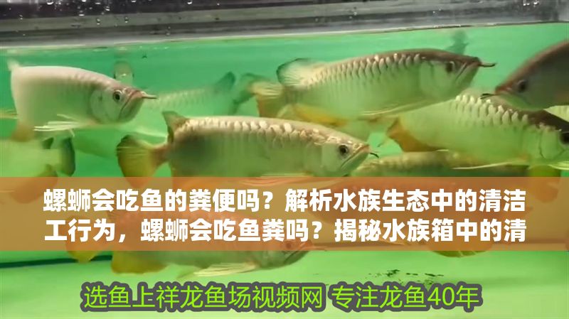 螺螄會吃魚的糞便嗎？解析水族生態中的清潔工行為，螺螄會吃魚糞嗎？揭秘水族箱中的清潔真相 螺螄會吃魚的糞便嗎？解析水族生態中的清潔工行為，螺螄會吃魚糞嗎？揭秘水族箱中的清潔真相 龍魚百科 第1張