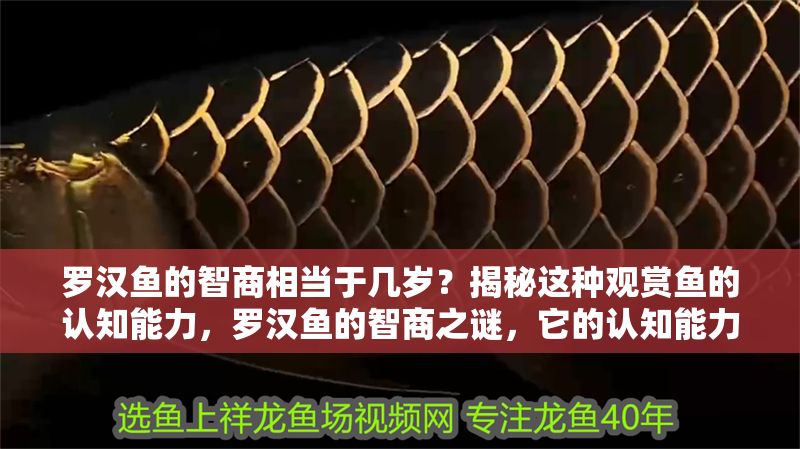 羅漢魚的智商相當于幾歲？揭秘這種觀賞魚的認知能力，羅漢魚的智商之謎，它的認知能力究竟相當于人類幾歲？