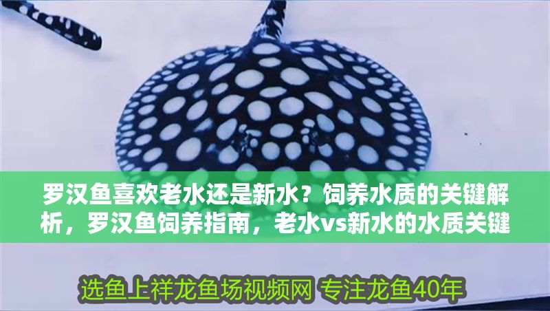 羅漢魚喜歡老水還是新水？飼養(yǎng)水質(zhì)的關(guān)鍵解析，羅漢魚飼養(yǎng)指南，老水vs新水的水質(zhì)關(guān)鍵解析