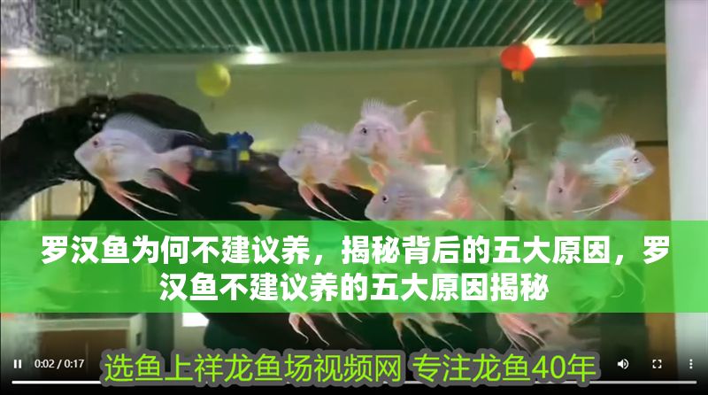 羅漢魚為何不建議養(yǎng)，揭秘背后的五大原因，羅漢魚不建議養(yǎng)的五大原因揭秘