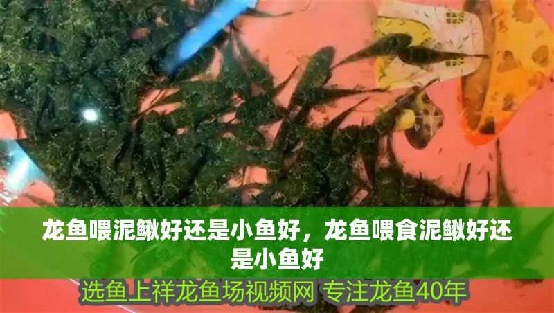 龍魚喂泥鰍好還是小魚好，龍魚喂食泥鰍好還是小魚好