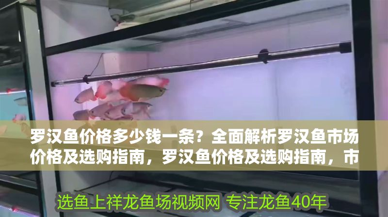 羅漢魚價格多少錢一條？全面解析羅漢魚市場價格及選購指南，羅漢魚價格及選購指南，市場行情與挑選技巧全解析