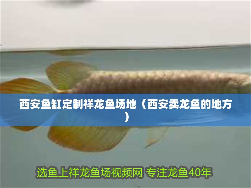 西安魚缸定制祥龍魚場地（西安賣龍魚的地方）