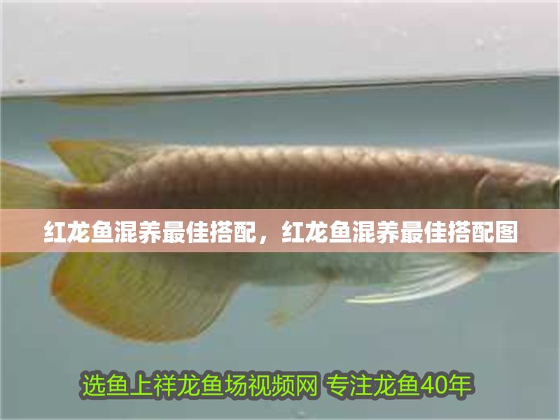 紅龍魚混養最佳搭配，紅龍魚混養最佳搭配圖