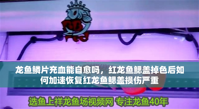 龍魚鱗片充血能自愈嗎，紅龍魚鰓蓋掉色后如何加速恢復紅龍魚鰓蓋損傷嚴重