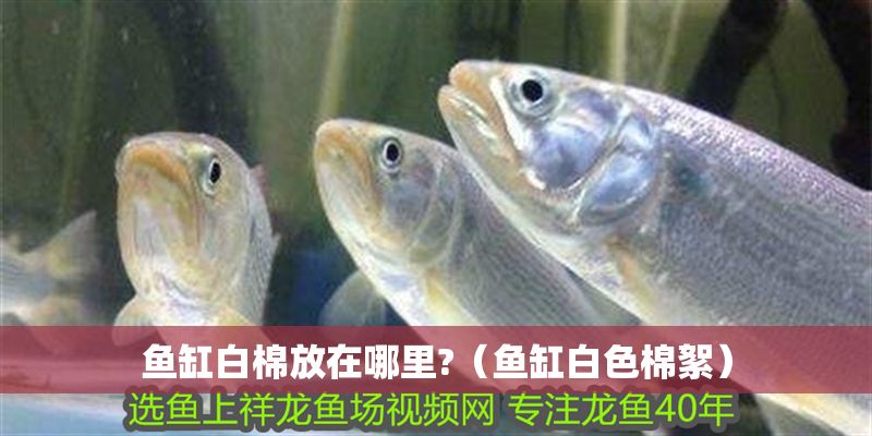 魚缸白棉放在哪里?（魚缸白色棉絮） 魚缸白棉放在哪里?（魚缸白色棉絮） 龍魚百科 第1張