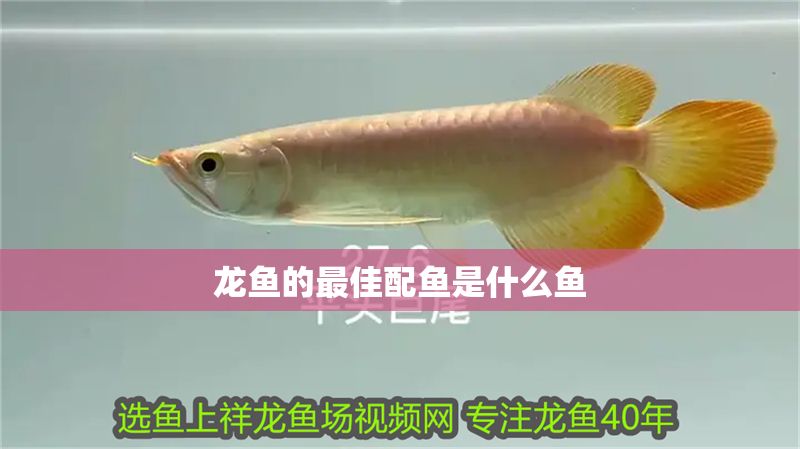 龍魚的最佳配魚是什么魚 龍魚的最佳配魚是什么魚 龍魚百科 第2張