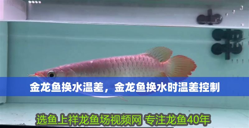 金龍魚換水溫差，金龍魚換水時溫差控制