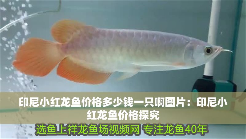 印尼小紅龍魚價格多少錢一只啊圖片：印尼小紅龍魚價格探究