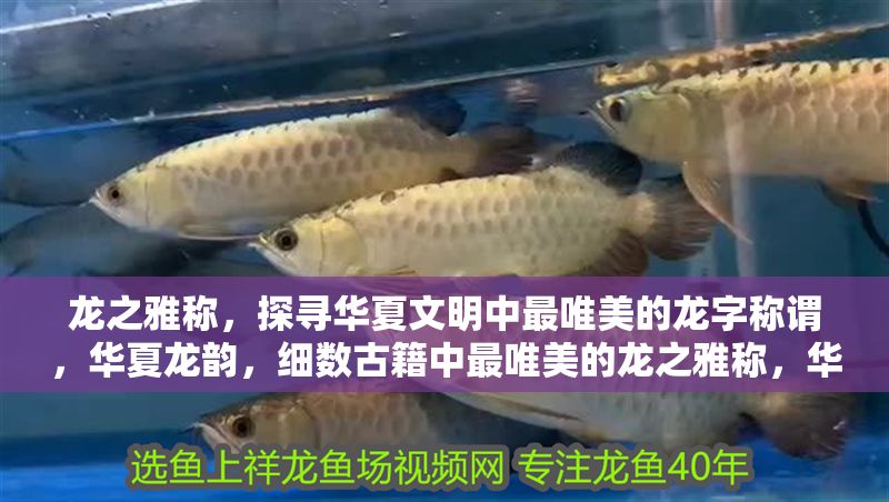 龍之雅稱，探尋華夏文明中最唯美的龍字稱謂，華夏龍韻，細(xì)數(shù)古籍中最唯美的龍之雅稱，華夏龍韻，古籍中最唯美的龍之雅稱探微