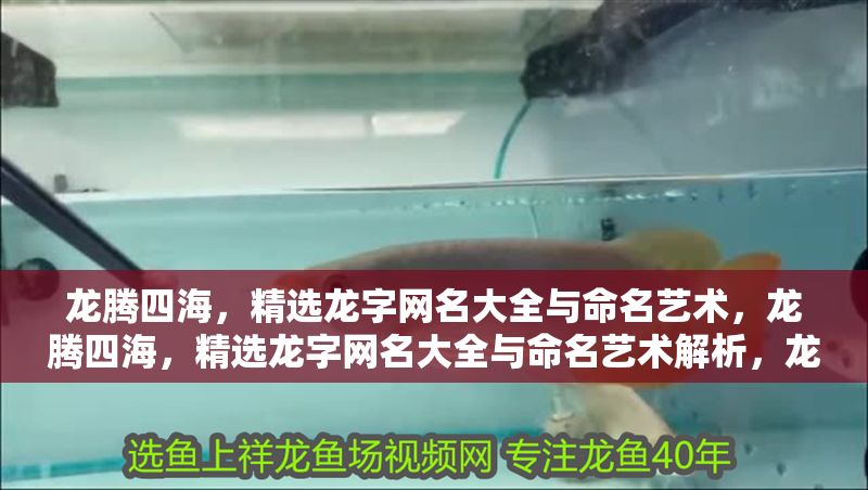 龍騰四海，精選龍字網名大全與命名藝術，龍騰四海，精選龍字網名大全與命名藝術解析，龍騰四海，精選龍字網名大全與命名藝術解析
