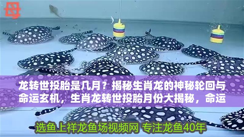 龍轉(zhuǎn)世投胎是幾月？揭秘生肖龍的神秘輪回與命運(yùn)玄機(jī)，生肖龍轉(zhuǎn)世投胎月份大揭秘，命運(yùn)輪回的玄機(jī)與傳說，生肖龍轉(zhuǎn)世投胎月份大揭秘，命運(yùn)輪回的玄機(jī)與傳說