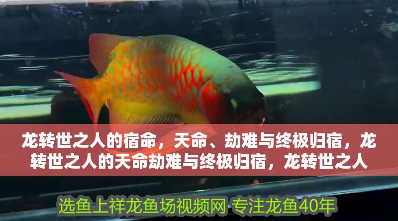 龍轉(zhuǎn)世之人的宿命，天命、劫難與終極歸宿，龍轉(zhuǎn)世之人的天命劫難與終極歸宿，龍轉(zhuǎn)世之人的天命劫難與終極歸宿 龍轉(zhuǎn)世之人的宿命，天命、劫難與終極歸宿，龍轉(zhuǎn)世之人的天命劫難與終極歸宿，龍轉(zhuǎn)世之人的天命劫難與終極歸宿 龍魚百科 第1張