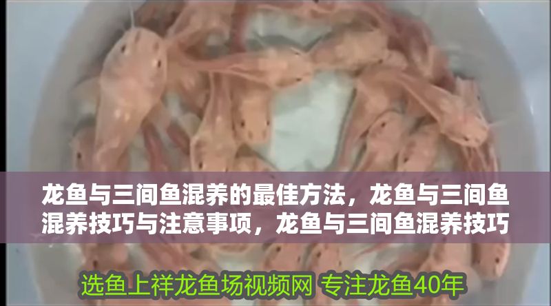 龍魚與三間魚混養的最佳方法，龍魚與三間魚混養技巧與注意事項，龍魚與三間魚混養技巧及注意事項全解析 龍魚與三間魚混養的最佳方法，龍魚與三間魚混養技巧與注意事項，龍魚與三間魚混養技巧及注意事項全解析 龍魚百科 第2張