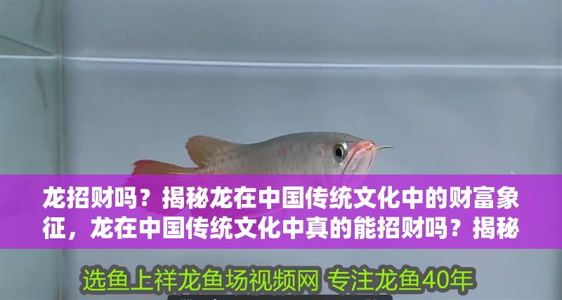 龍招財嗎？揭秘龍在中國傳統文化中的財富象征，龍在中國傳統文化中真的能招財嗎？揭秘龍的財富象征意義，龍在中國傳統文化中真的能招財嗎？揭秘龍的財富象征 龍招財嗎？揭秘龍在中國傳統文化中的財富象征，龍在中國傳統文化中真的能招財嗎？揭秘龍的財富象征意義，龍在中國傳統文化中真的能招財嗎？揭秘龍的財富象征 龍魚百科 第1張