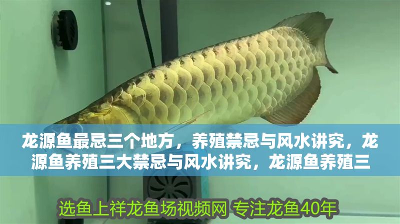 龍源魚最忌三個地方，養(yǎng)殖禁忌與風水講究，龍源魚養(yǎng)殖三大禁忌與風水講究，龍源魚養(yǎng)殖三大禁忌與風水講究 龍源魚最忌三個地方，養(yǎng)殖禁忌與風水講究，龍源魚養(yǎng)殖三大禁忌與風水講究，龍源魚養(yǎng)殖三大禁忌與風水講究 龍魚百科 第1張