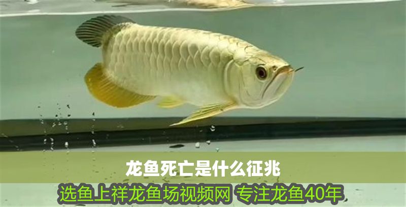 龍魚死亡是什么征兆