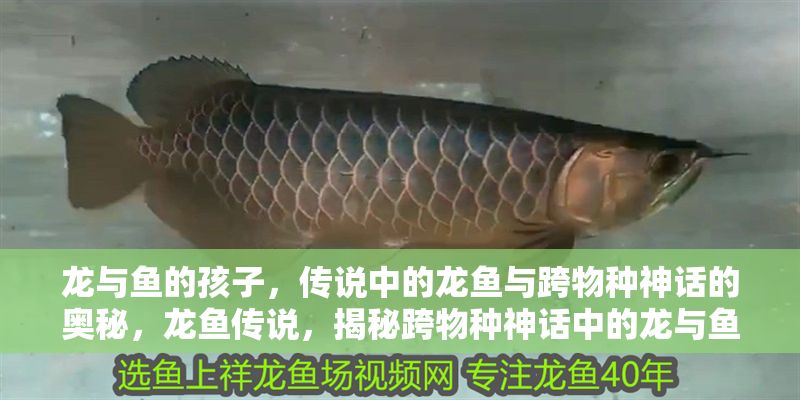 龍與魚的孩子，傳說中的龍魚與跨物種神話的奧秘，龍魚傳說，揭秘跨物種神話中的龍與魚之子，揭秘跨物種神話，龍與魚之子的神秘傳說