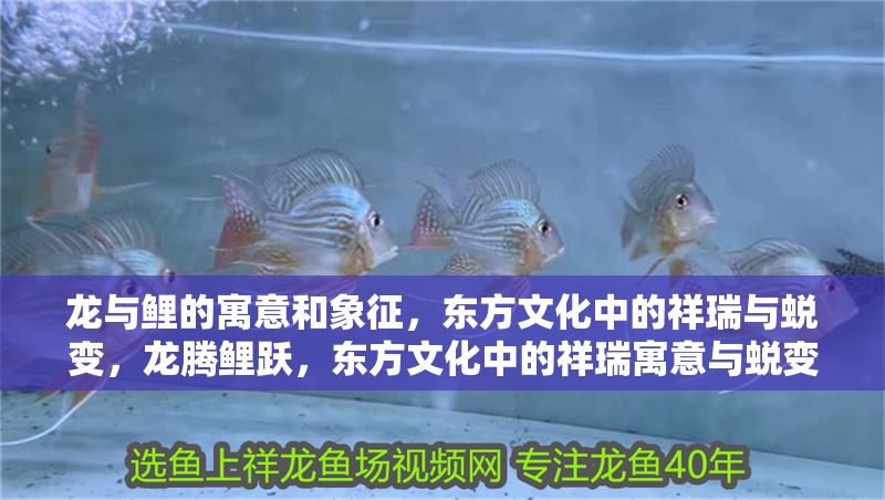 龍與鯉的寓意和象征，東方文化中的祥瑞與蛻變，龍騰鯉躍，東方文化中的祥瑞寓意與蛻變象征，龍騰鯉躍，東方文化中的祥瑞寓意與蛻變象征