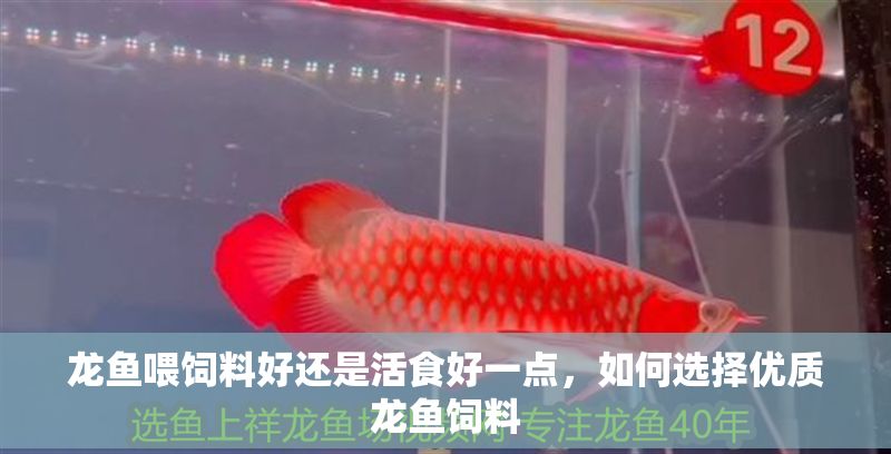 龍魚喂飼料好還是活食好一點(diǎn)，如何選擇優(yōu)質(zhì)龍魚飼料