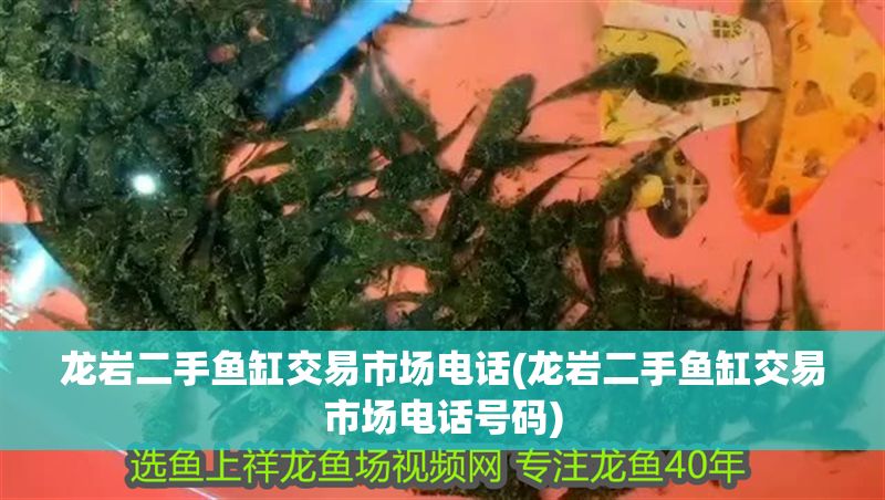 龍巖二手魚缸交易市場電話(龍巖二手魚缸交易市場電話號碼)