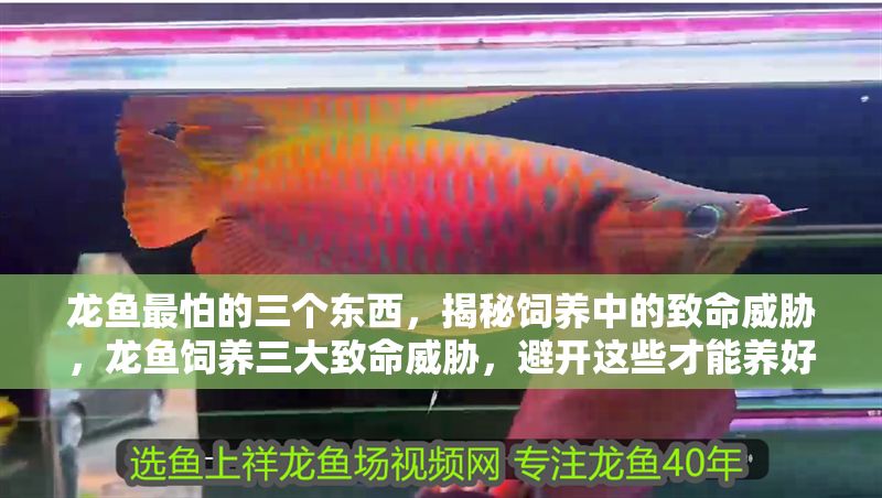 龍魚最怕的三個(gè)東西，揭秘飼養(yǎng)中的致命威脅，龍魚飼養(yǎng)三大致命威脅，避開這些才能養(yǎng)好！龍魚飼養(yǎng)三大致命威脅，避開這些才能養(yǎng)好！