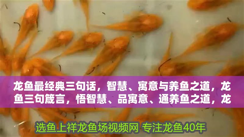 龍魚最經(jīng)典三句話，智慧、寓意與養(yǎng)魚之道，龍魚三句箴言，悟智慧、品寓意、通養(yǎng)魚之道，龍魚三句箴言，悟智慧、品寓意、通養(yǎng)魚之道 龍魚最經(jīng)典三句話，智慧、寓意與養(yǎng)魚之道，龍魚三句箴言，悟智慧、品寓意、通養(yǎng)魚之道，龍魚三句箴言，悟智慧、品寓意、通養(yǎng)魚之道 龍魚百科 第1張