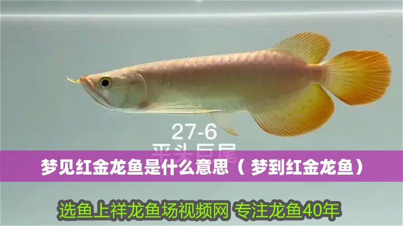 夢見紅金龍魚是什么意思（ 夢到紅金龍魚）