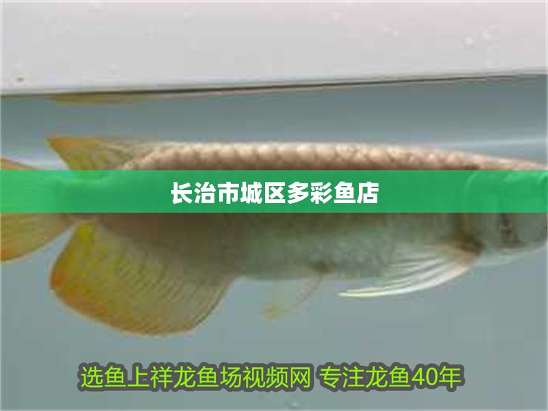 長治市城區多彩魚店