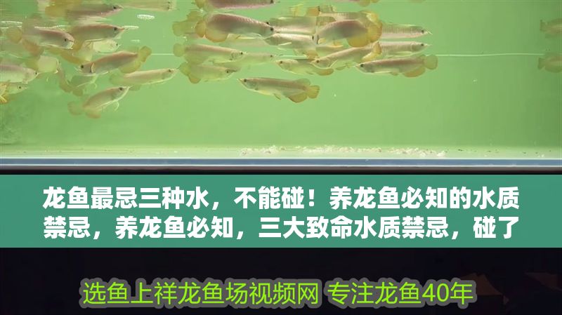 龍魚最忌三種水，不能碰！養(yǎng)龍魚必知的水質禁忌，養(yǎng)龍魚必知，三大致命水質禁忌，碰了后悔莫及！養(yǎng)龍魚必知，三大致命水質禁忌，碰了后悔莫及！