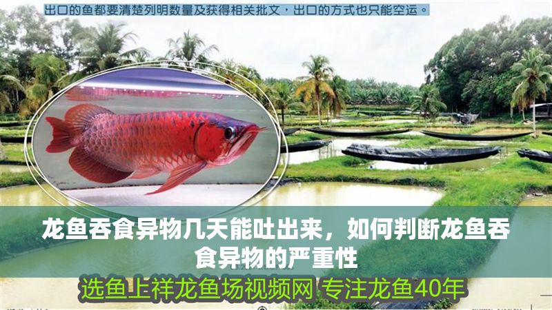 龍魚吞食異物幾天能吐出來，如何判斷龍魚吞食異物的嚴重性