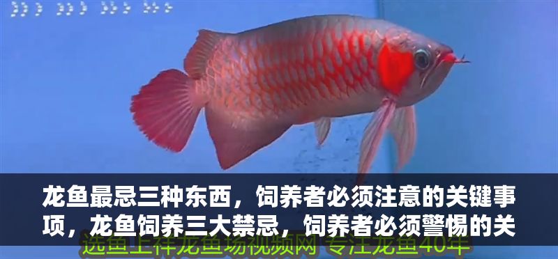 龍魚最忌三種東西，飼養(yǎng)者必須注意的關(guān)鍵事項，龍魚飼養(yǎng)三大禁忌，飼養(yǎng)者必須警惕的關(guān)鍵事項，龍魚飼養(yǎng)三大禁忌，飼養(yǎng)者必須警惕的關(guān)鍵事項