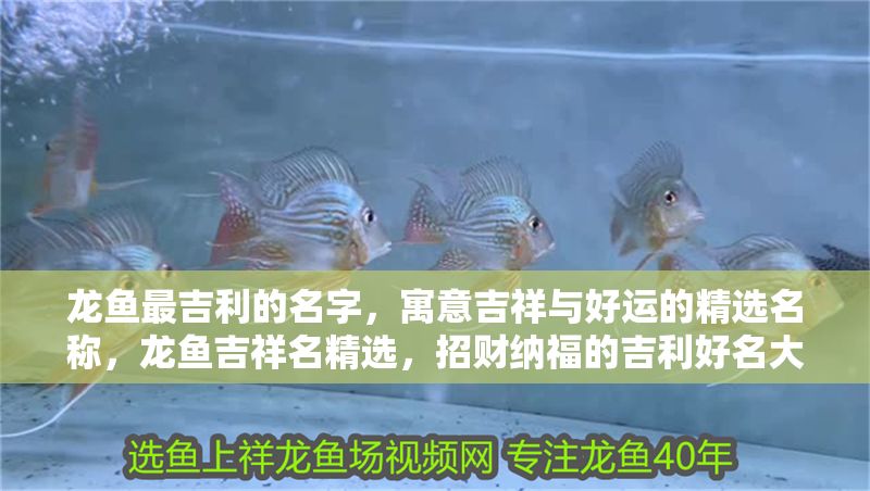 龍魚最吉利的名字，寓意吉祥與好運的精選名稱，龍魚吉祥名精選，招財納福的吉利好名大全，龍魚吉祥好名大全，招財納福的吉利精選 龍魚最吉利的名字，寓意吉祥與好運的精選名稱，龍魚吉祥名精選，招財納福的吉利好名大全，龍魚吉祥好名大全，招財納福的吉利精選 龍魚百科 第1張