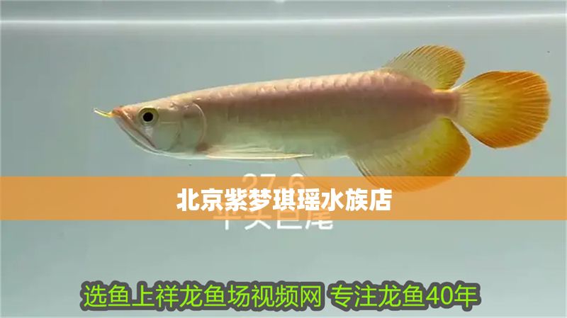 北京紫夢琪瑤水族店 北京紫夢琪瑤水族店 全國水族館企業名錄 第2張